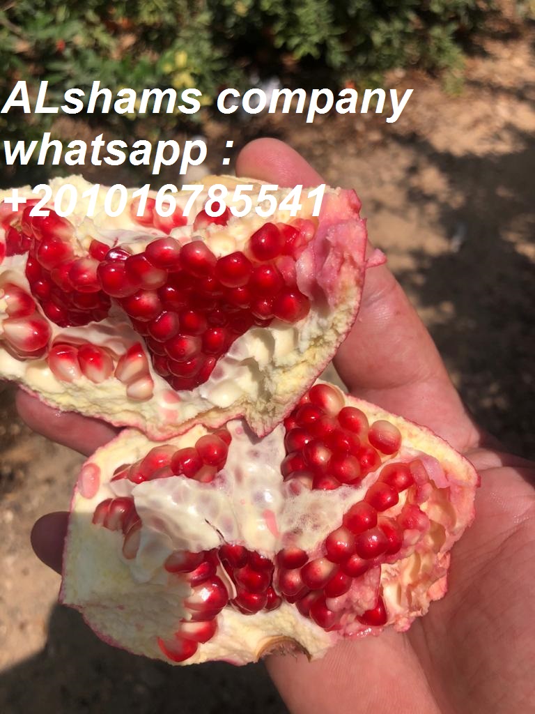 Product image - We are ALshams for general import and export .
Hereunder our offer for fresh Pomegranate with the following specifications :
- Origin : Egypt.
- Container capacity: container 40  feet reefer can be loaded with 18 tons.
I hope our offer meet your satisfaction
For more information please contact me
Mrs.donia mostafa
Sales dep
Cell(viber&whats-app) 00201016785541
Alshams.info@yahoo.com
web : www.alshamsexporting.com
